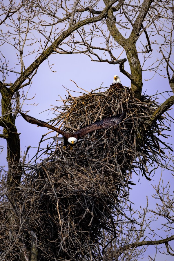 Nesting Pair - Collector Tier