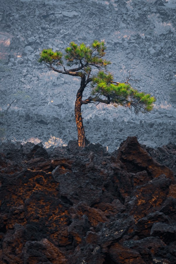 Resilience - Legacy Tier